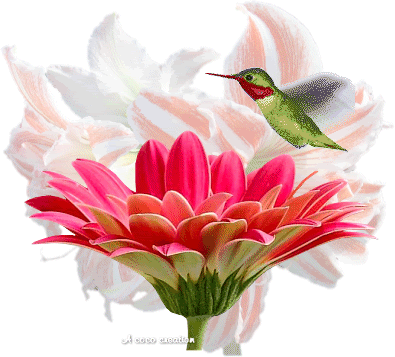 colibri fleur