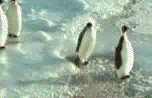 pingoin se fait pousser par son pote  à l eau 